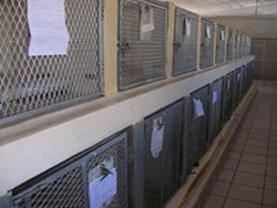 Animal Anti-Cruelty League Clinic_2