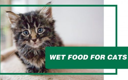 WET FOOD FOR CATS