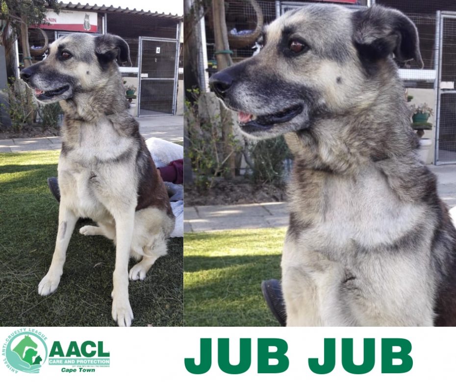 Dogs for Adoption in Cape town AACL