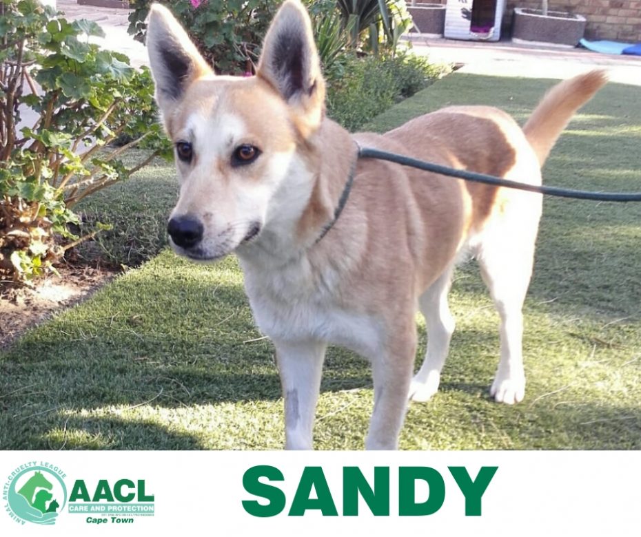 Adoption Cape Town AACL