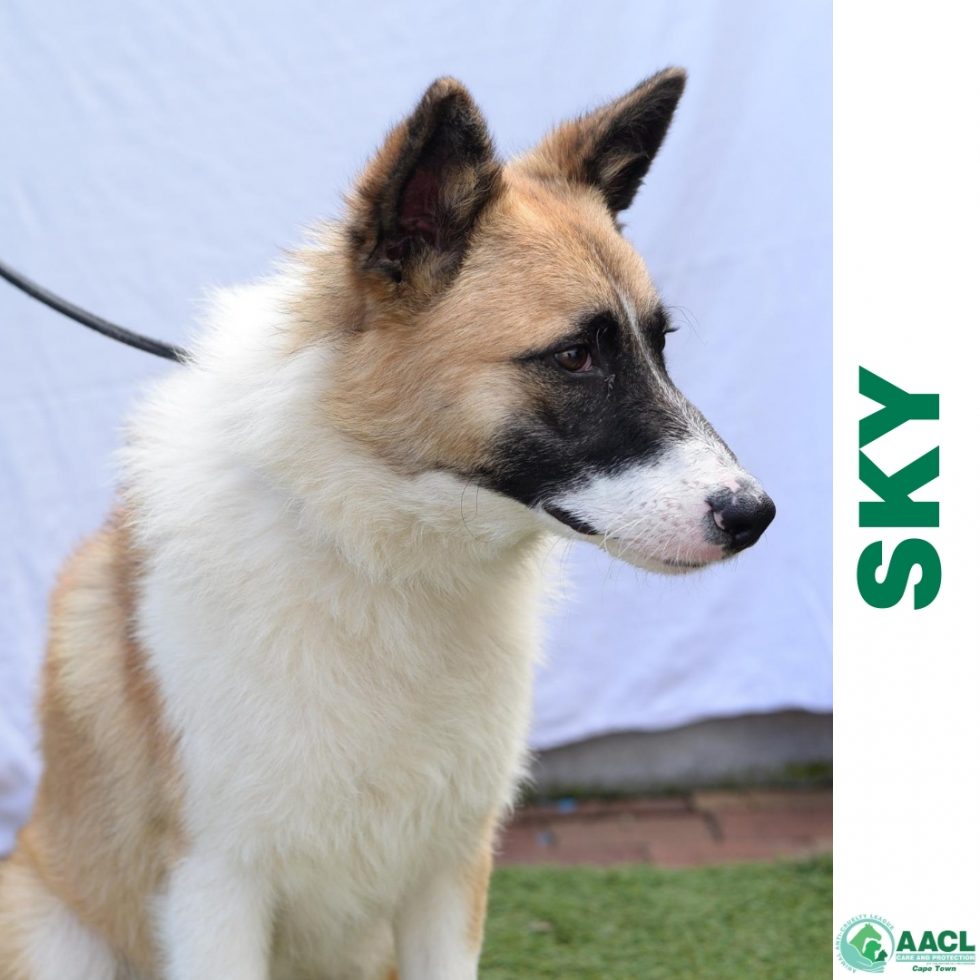 Adoption Cape Town AACL