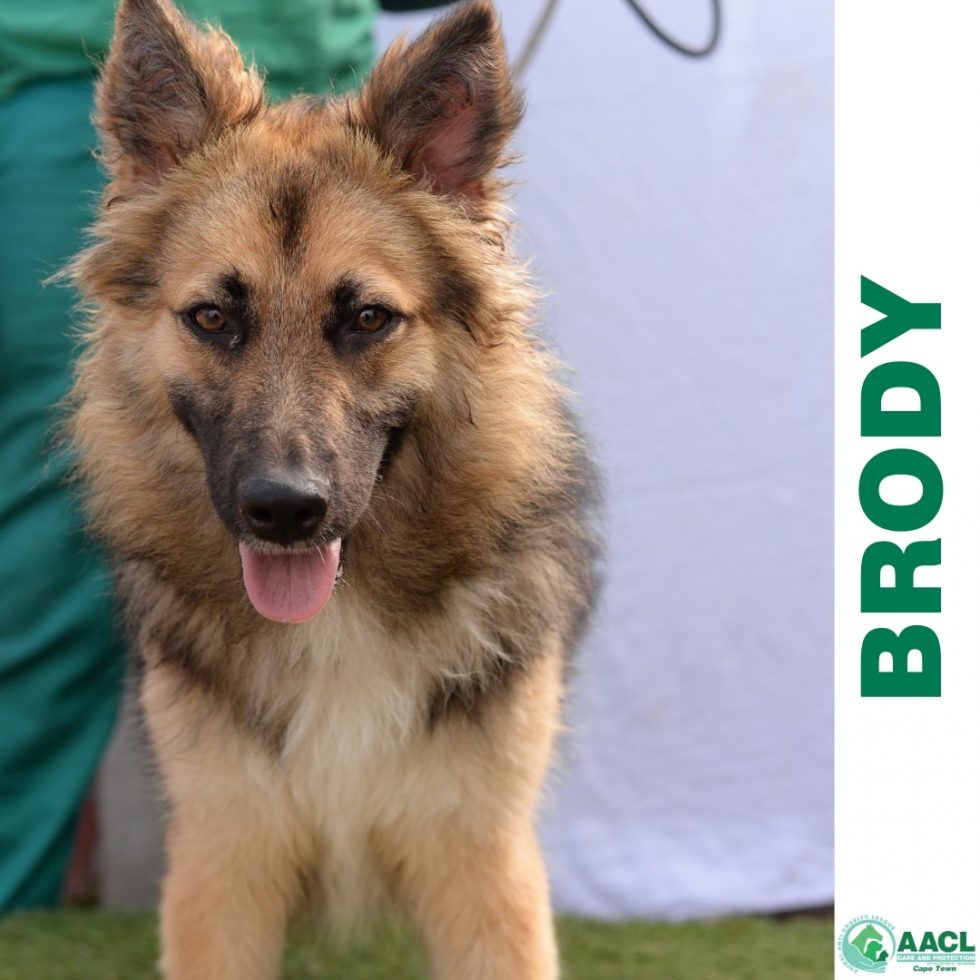 Adoption Cape Town AACL