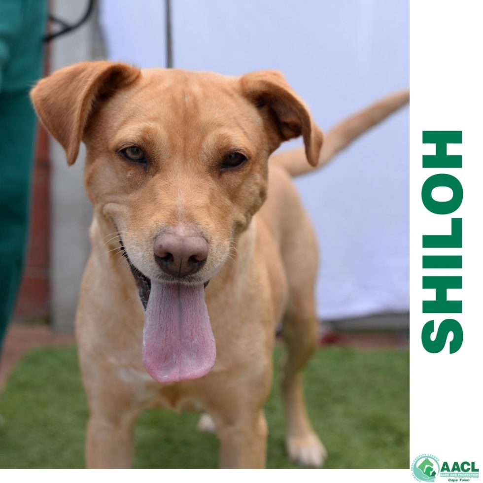 Adoption Cape Town AACL