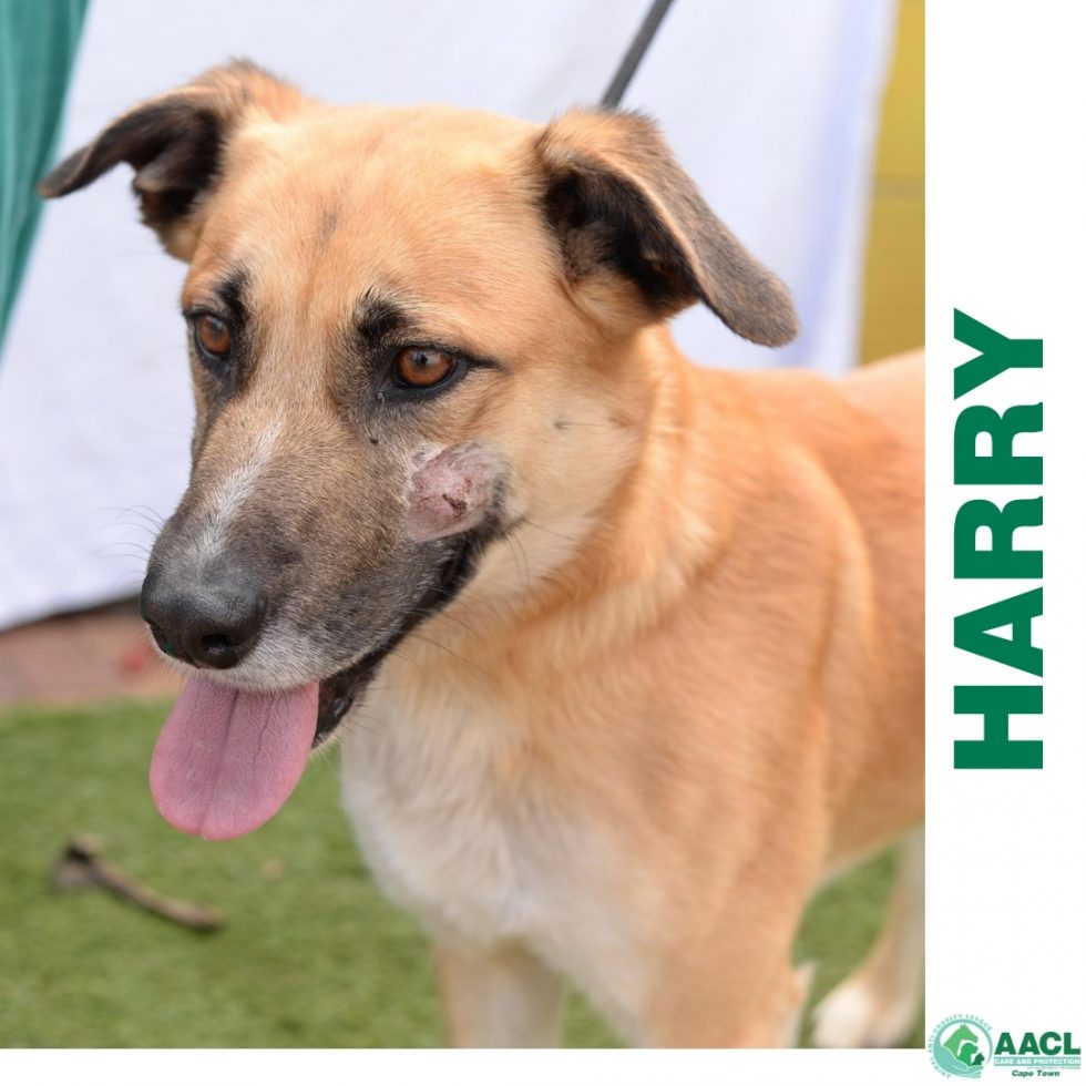 Adoption Cape Town AACL