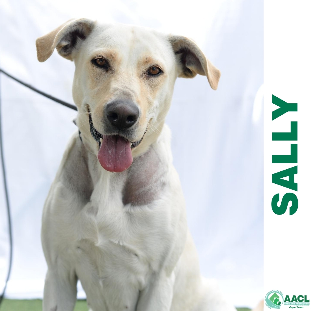 Adoption Cape Town AACL