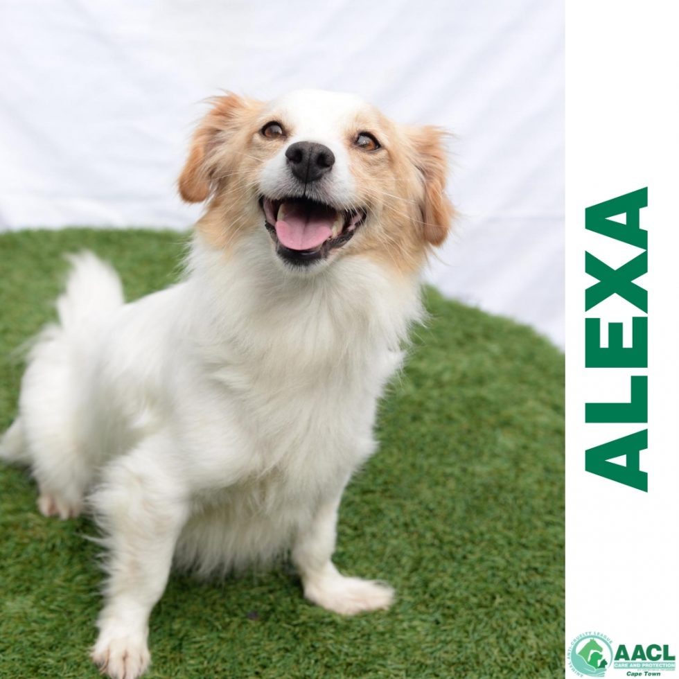 Adoption Cape Town AACL