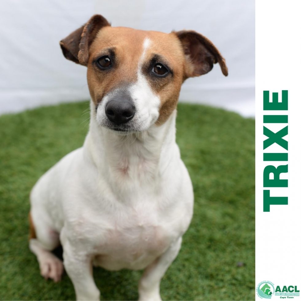 Adoption Cape Town AACL