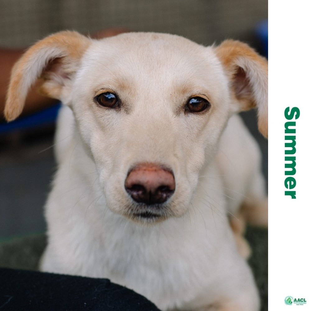 Dogs for Adoption in Cape town AACL