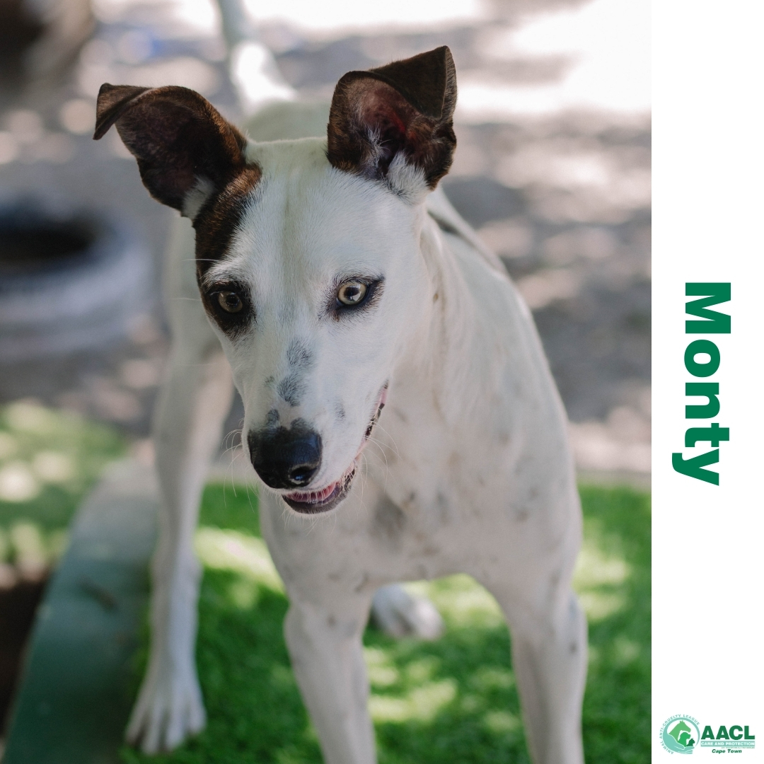 Dogs for Adoption in Cape town AACL