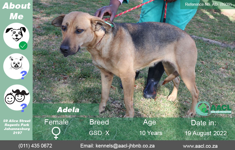 Dogs for Adoption in Johannesburg - AACL