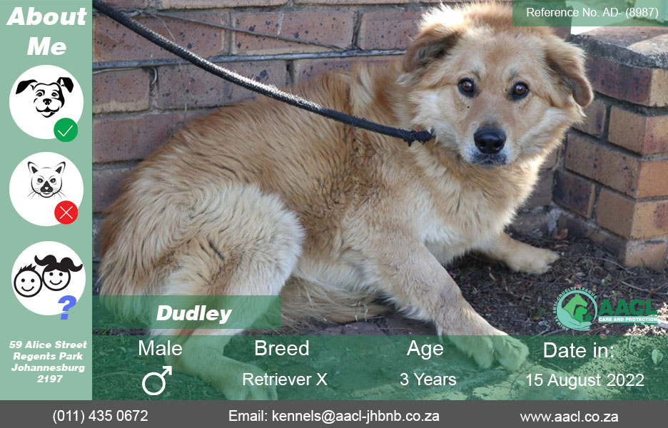 Dogs for Adoption in Johannesburg - AACL