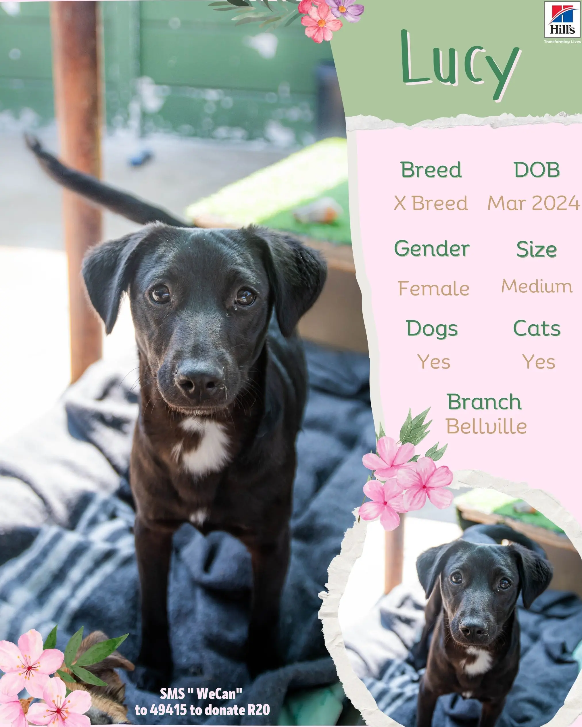 Adoption – Cape Town – AACL
