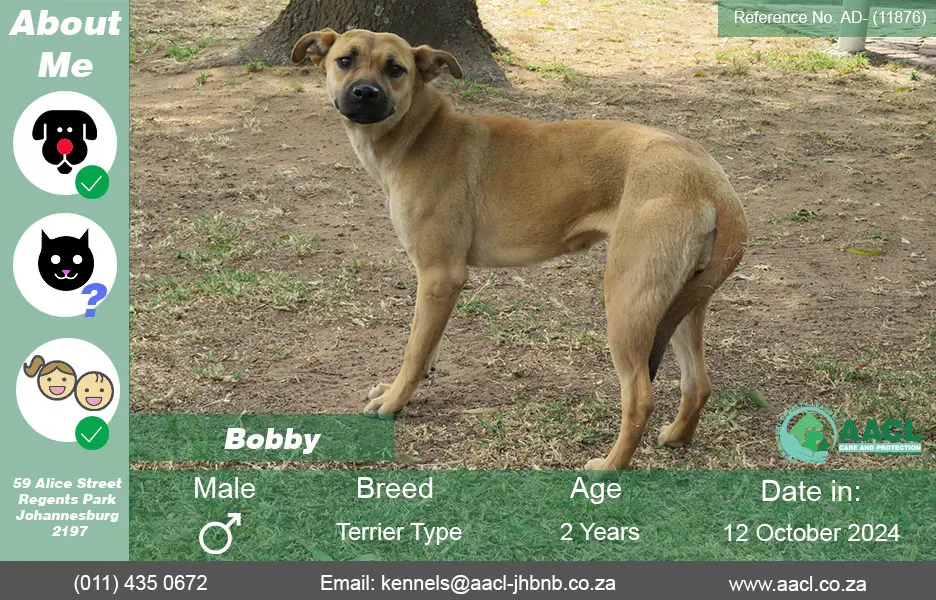 Dogs for Adoption in Johannesburg – AACL