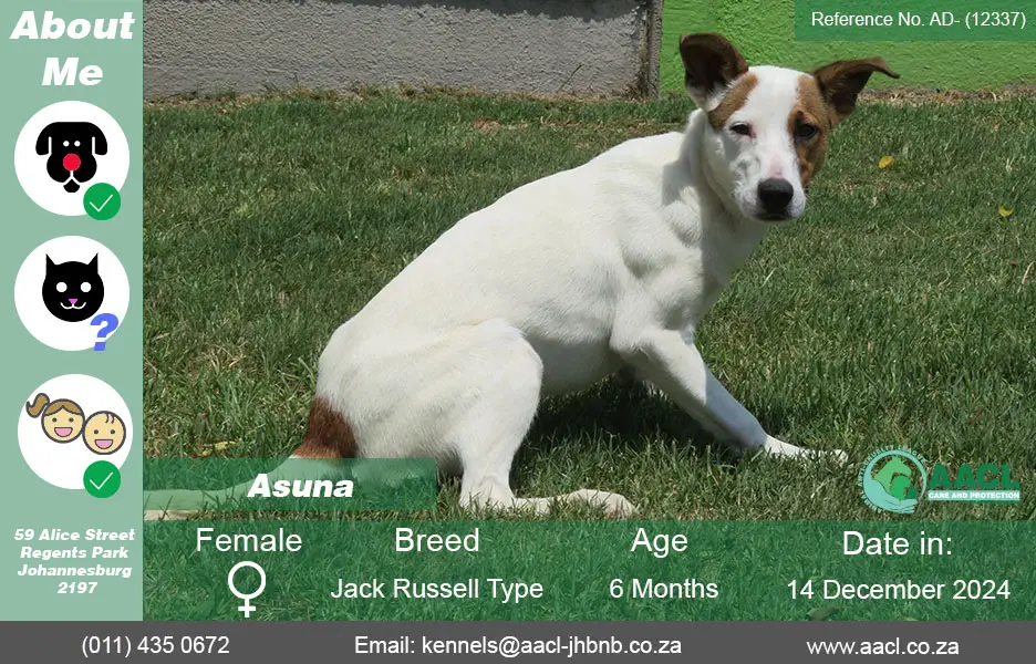 Dogs for Adoption in Johannesburg – AACL