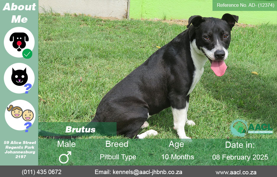 Dogs for Adoption in Johannesburg – AACL