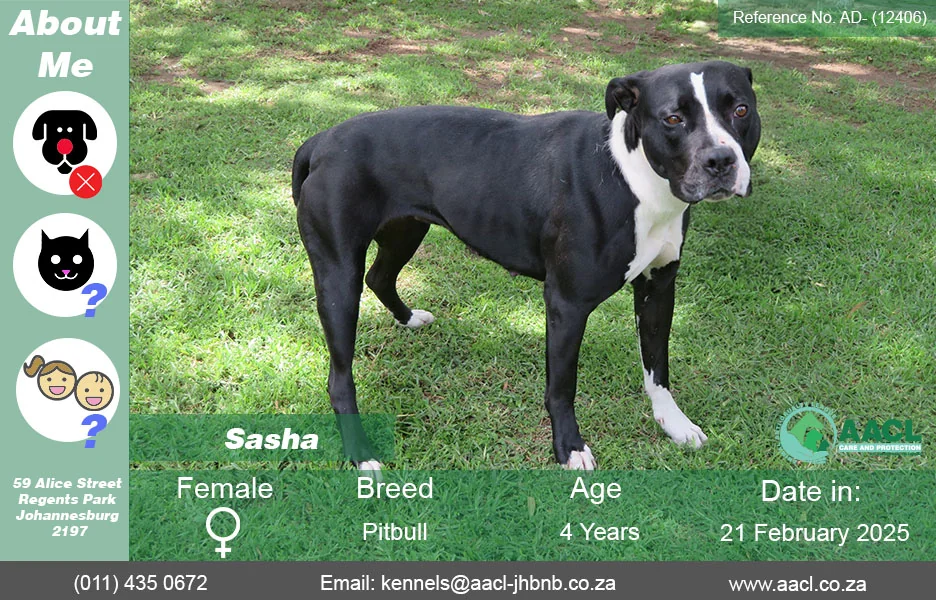 Dogs for Adoption in Johannesburg – AACL
