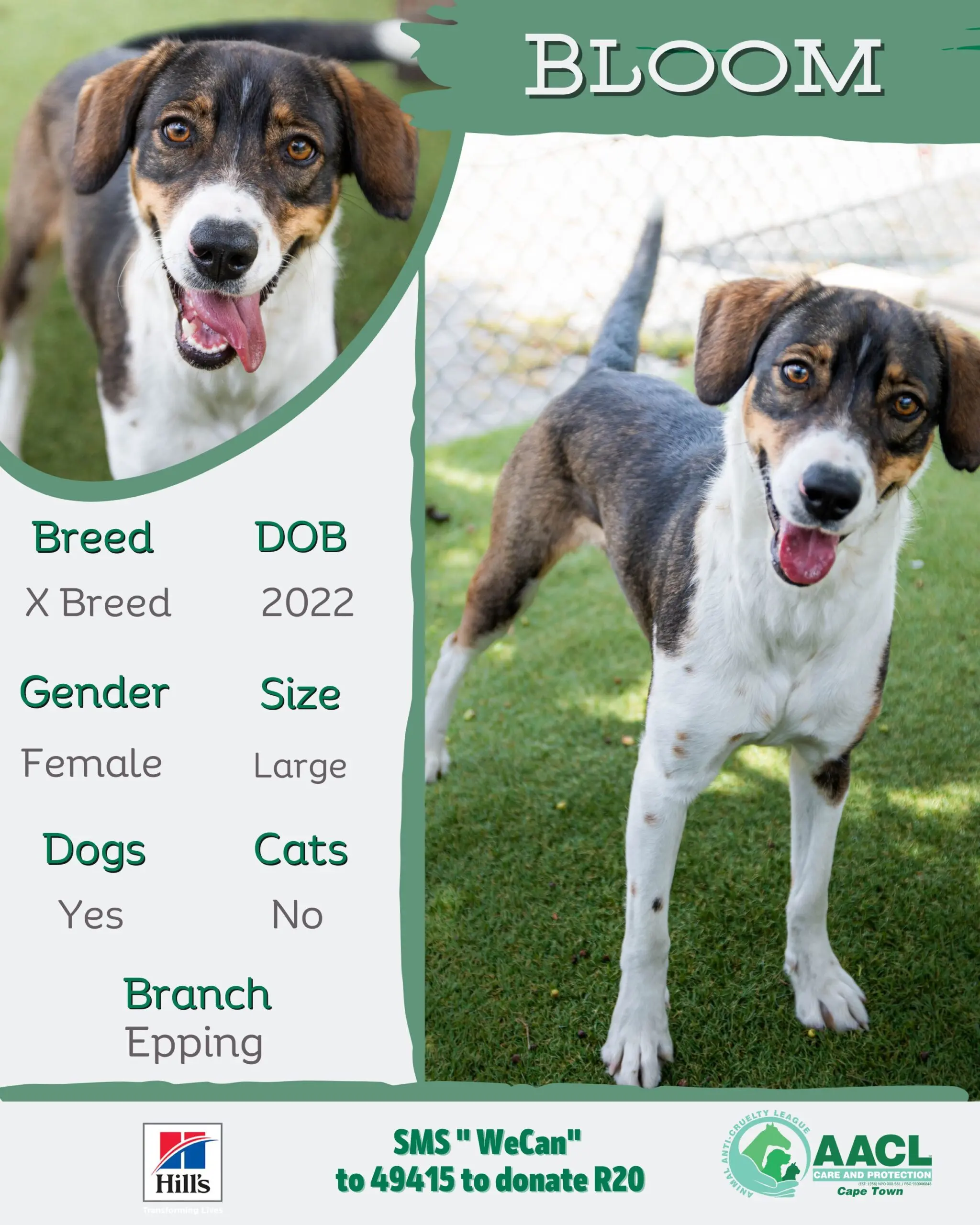 Adoption – Cape Town – AACL