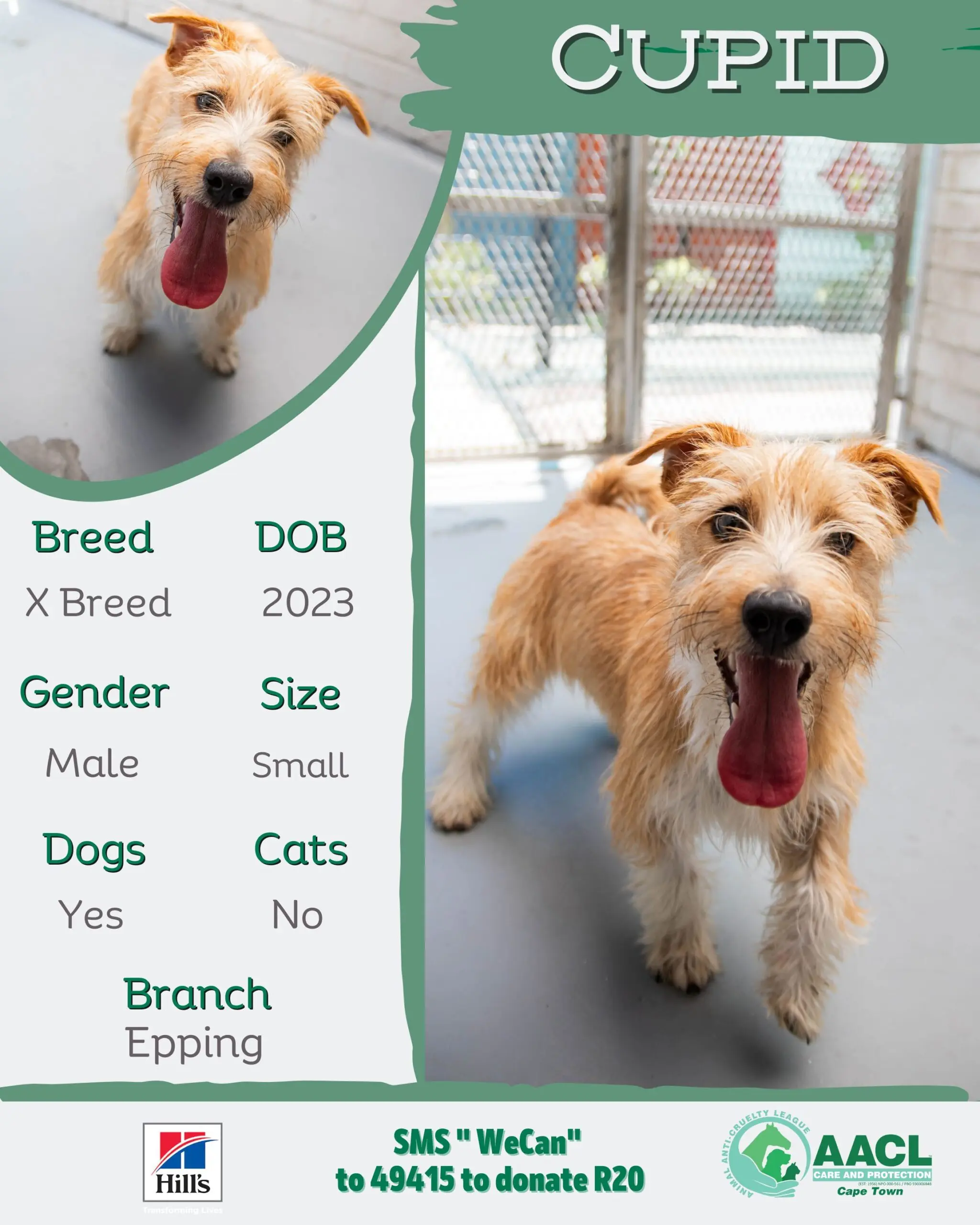 Dogs for Adoption in Cape town – AACL