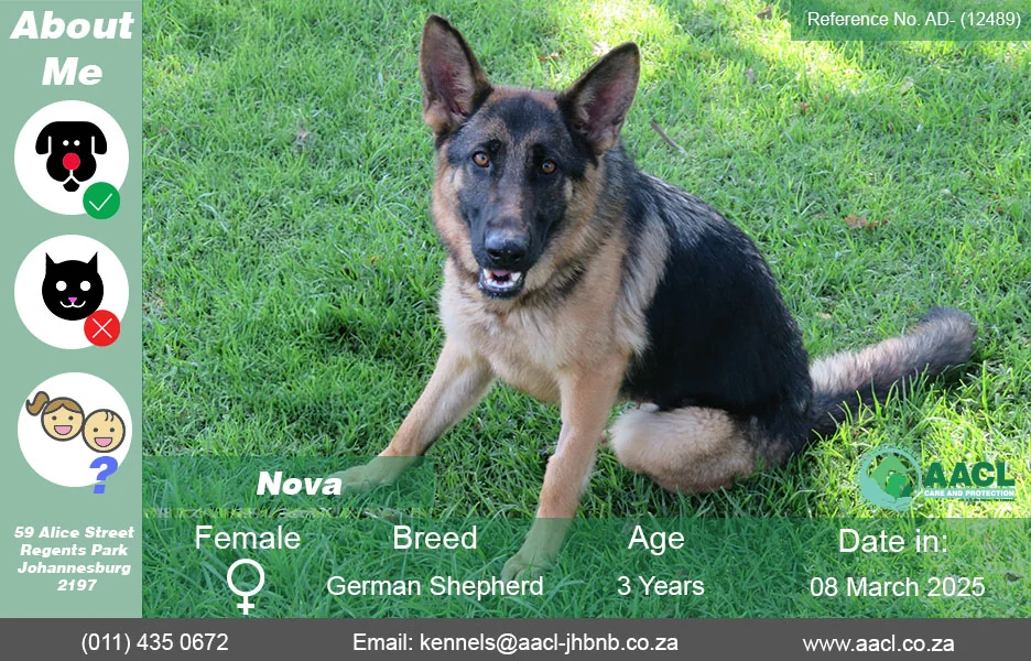 Dogs for Adoption in Johannesburg – AACL