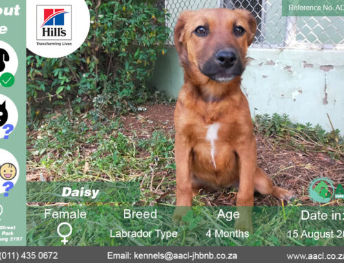 Daisy