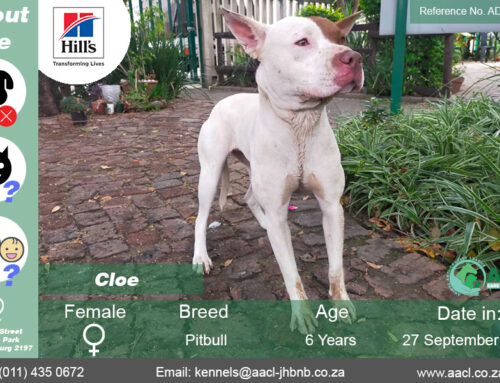 Cloe