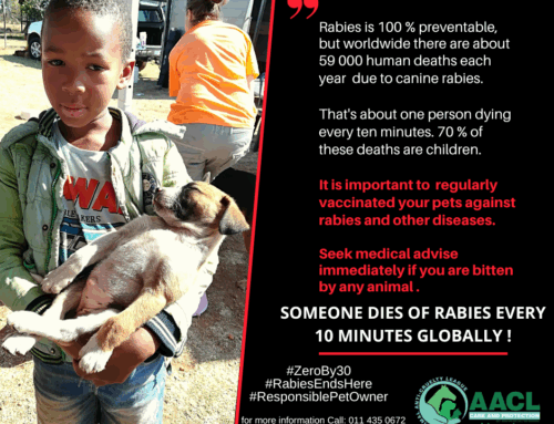 World Rabies Day 2025