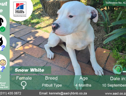Snow White