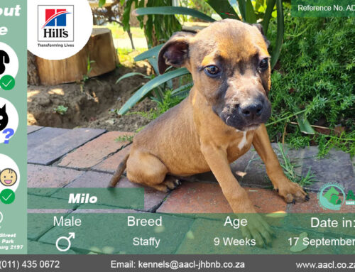 Milo