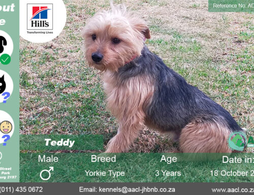 Teddy