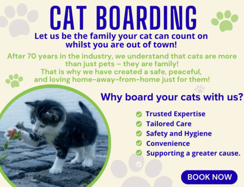 Exciting News for Our Feline Friends!