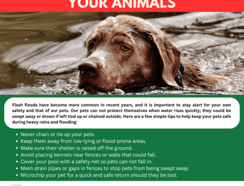 Flash Flooding and your Animals 2025