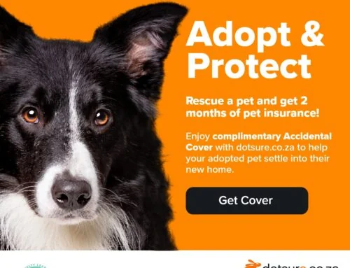 A Safe Second Chance with Wholehearted Pet Insurance