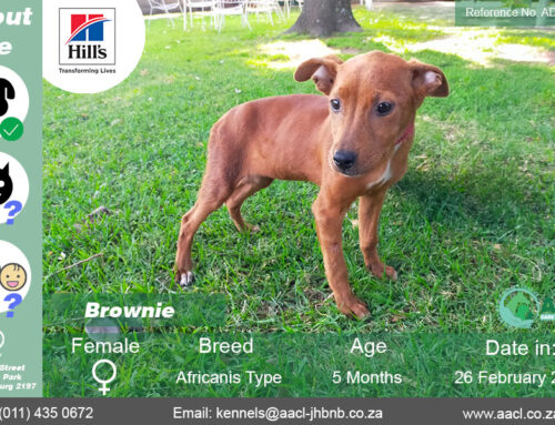 Brownie