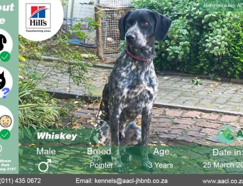 Whiskey