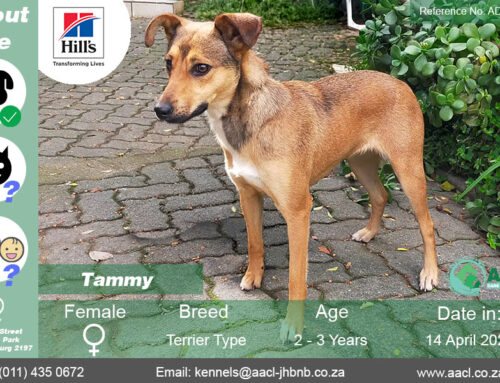 Tammy
