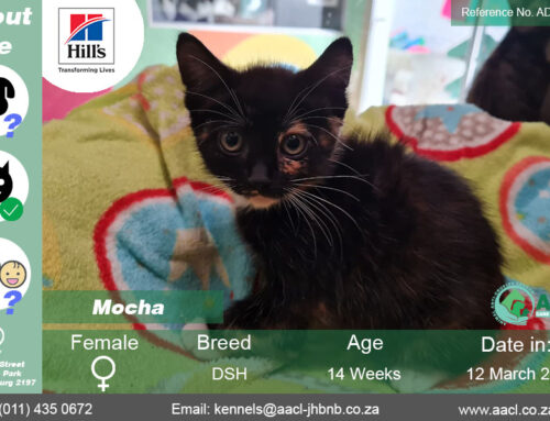 Mocha