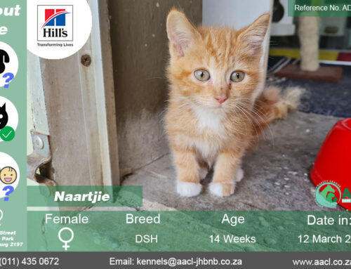 Naartjie