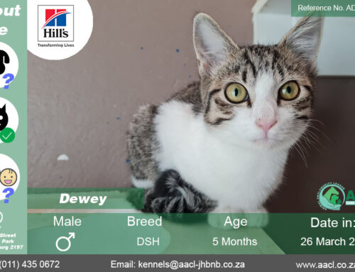 Dewey