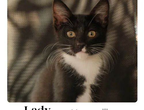 Lady Agatha