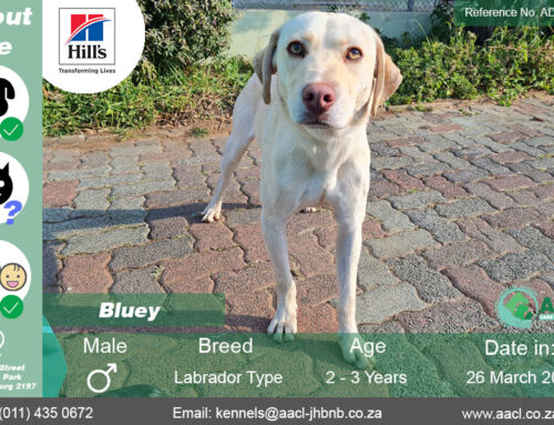 Bluey