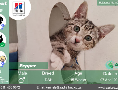 Pepper