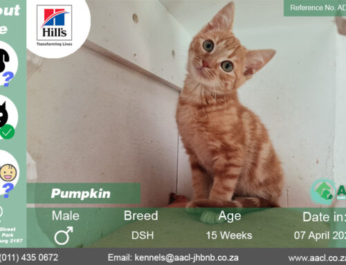 Pumpkin