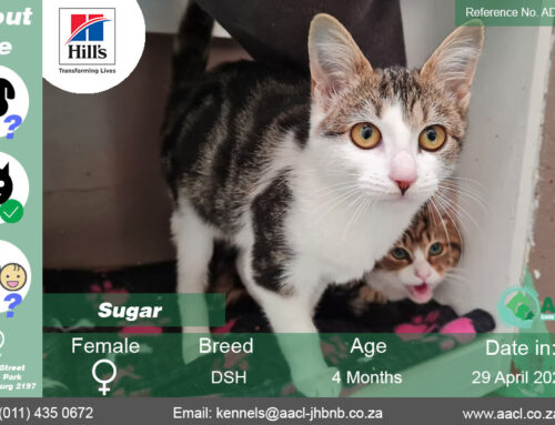 Sugar