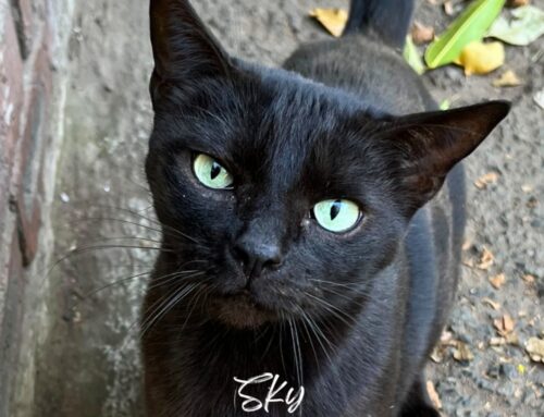 Sky