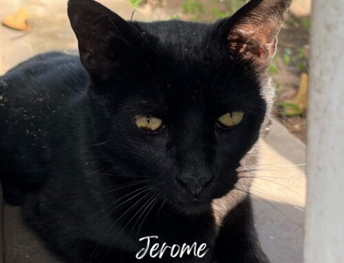 Jerome