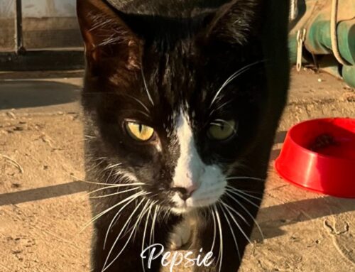 Pepsie