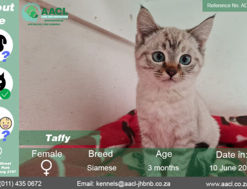 Taffy