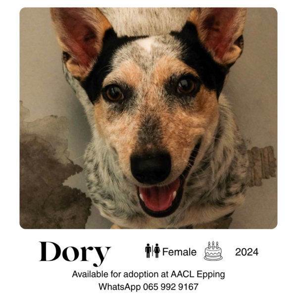 Dogs for Adoption in Cape town – AACL