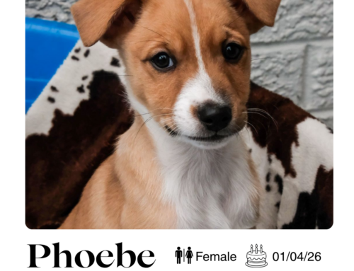 Phoebe
