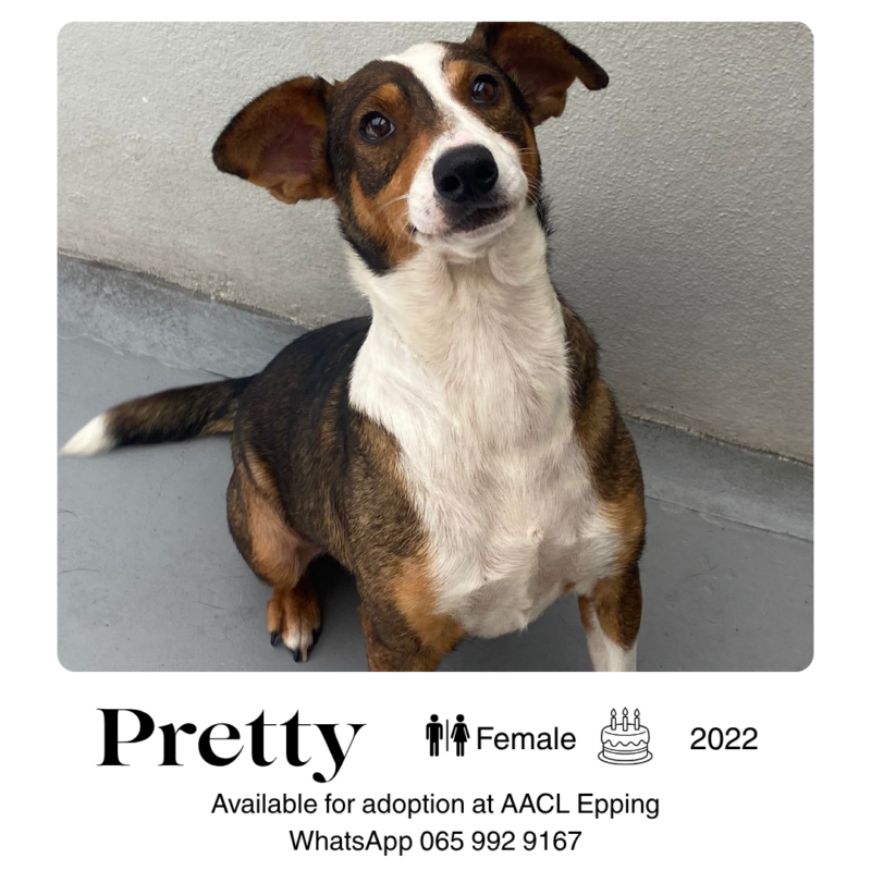 Dogs for Adoption in Cape town – AACL